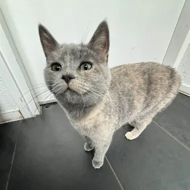 Kitty, Emmer-Compascuum