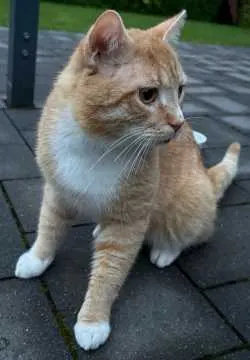 Simba, Paderborn