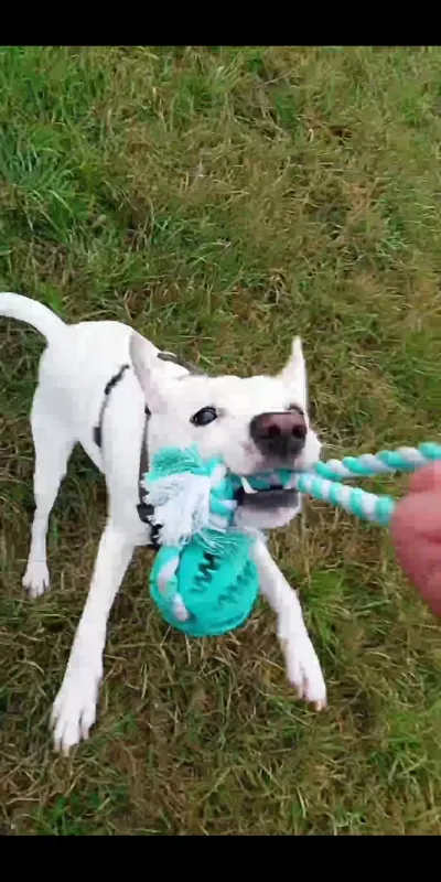 Nala, Leuben