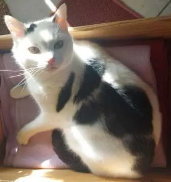 Merlin, Calw