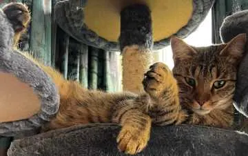 Simba, Brakel