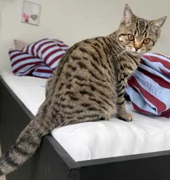 Tiggy, Taufkirchen
