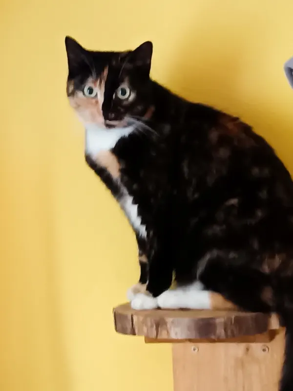 Missy, Wipperfürth