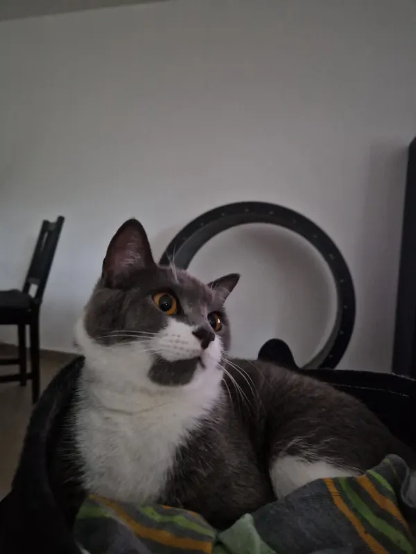 Mochi, Kürten