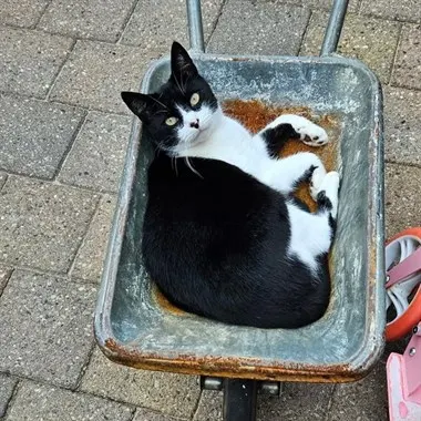 Lola, Emmer-Compascuum