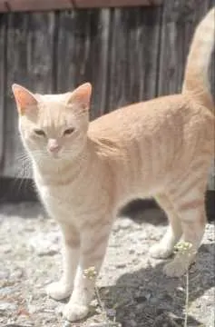 Fritzi, Albstadt
