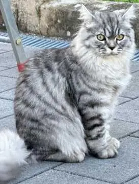 Elvis, Königsbrunn