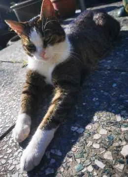 Sam, Lingen (Ems)