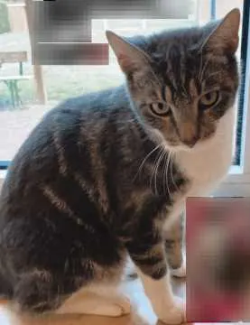 Kitty, Rotenburg (Wümme)
