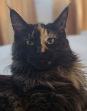 Lilu, Neumünster