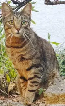 Rocky, Raunheim