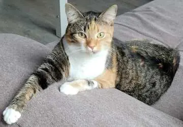 Liessa, Coesfeld