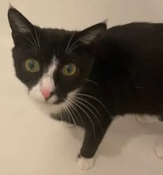 Luna, Siegen