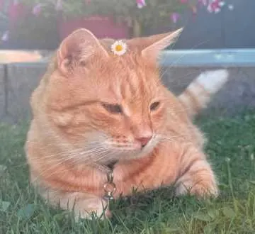 Simba, Leutkirch im Allgäu