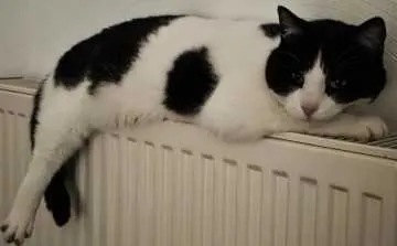 Buffy, Zweibrücken