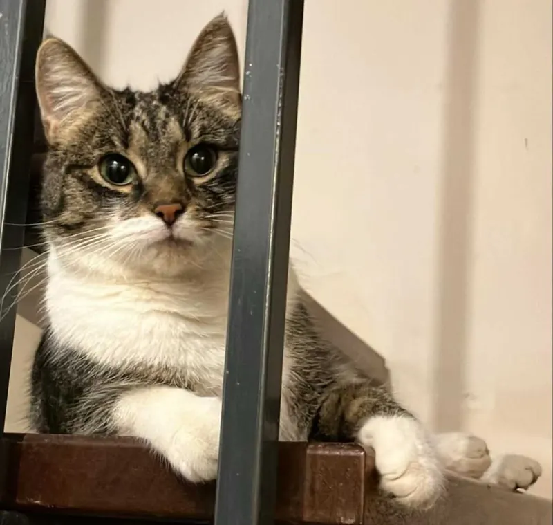 Amy, Steinbach (Taunus)