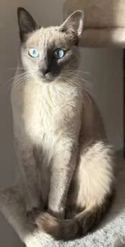 Pascha, Schkeuditz