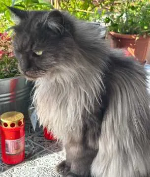 Minou, Ludwigsburg