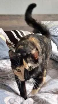 Minka, Edewecht