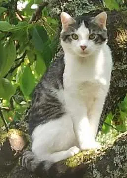 Leo, St. Ingbert