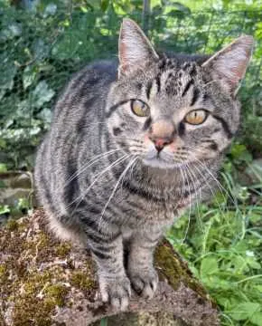 Timmy, Waibstadt