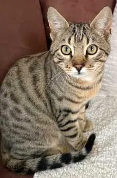 Filou, Dingolfing