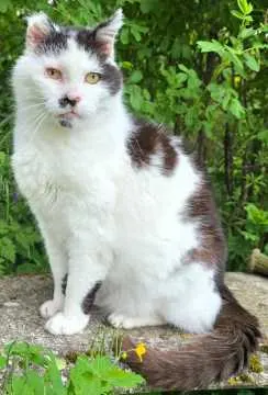 Felix, Konz