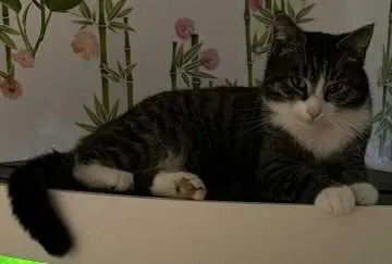 Pibbles, Ibbenbüren