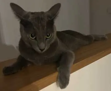Balu, Gelnhausen