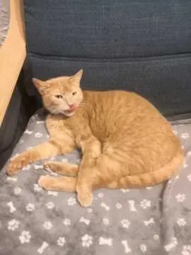 Pebbles, Nidderau
