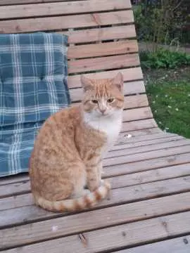 Simba, Vreden