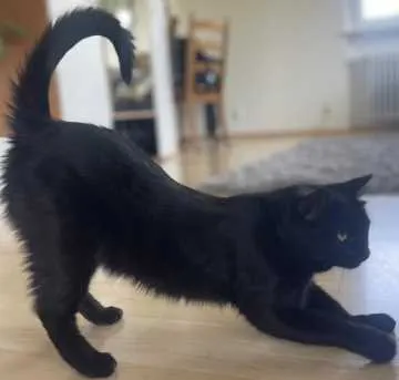Gaia, Gilching