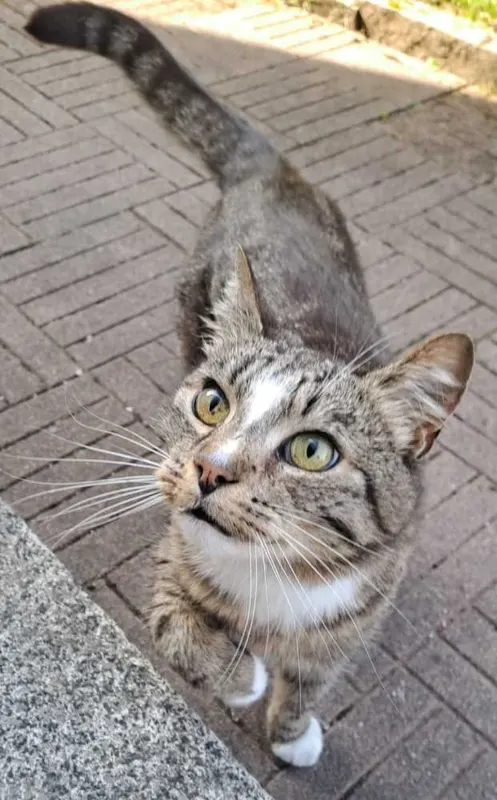 Tiggi, Olpe