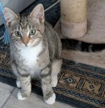 Minka, Forst