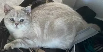 Floki, Schwäbisch Gmünd