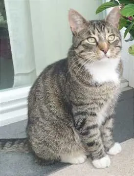 Kitty, Greven