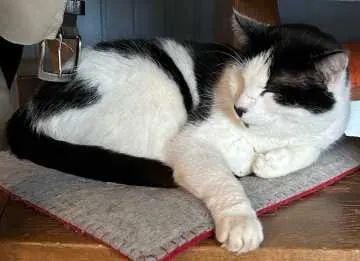 Cookie, München