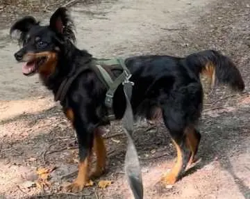 Balu, Bielefeld
