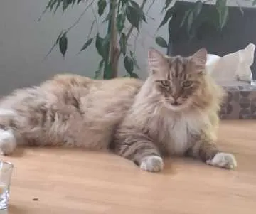 Iggy, Bad Dürkheim