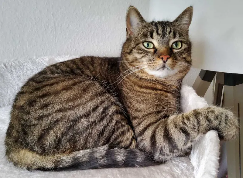 Carlotta, Bornheim