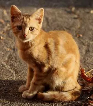 Peppino, Rahden