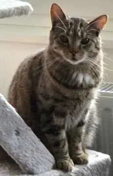 Balu, Ibbenbüren