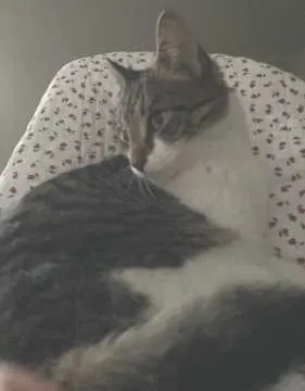Cleo, Schmalkalden