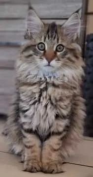 Simba, Wäschenbeuren