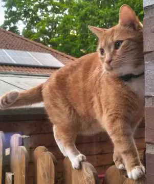 Milo, Wildeshausen