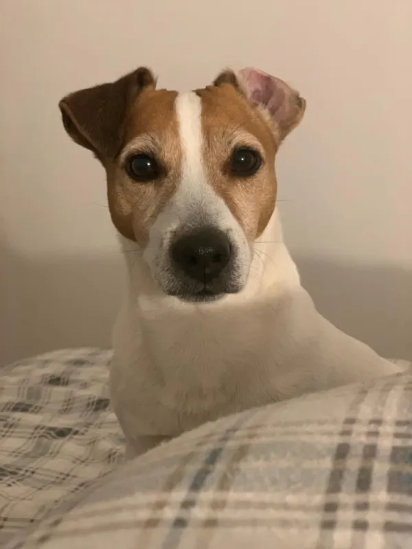 Pongo, Zellik