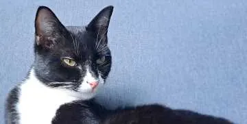 Max, Mechernich