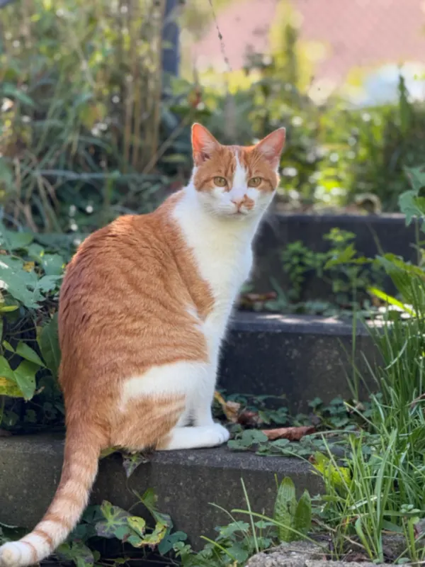 Simba, Weilheim
