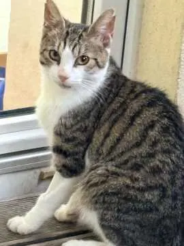 Blaze, Altenburg