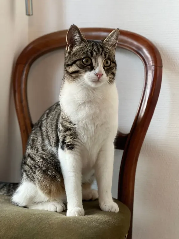 Tiggi, Weilheim